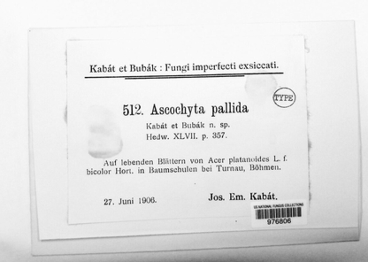 Ascochyta pallida image